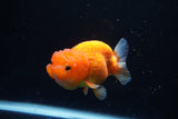 Juvenile Lionchu  Red White 3.5 Inch (ID#1224R11b-9) Free2Day SHIPPING