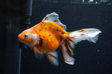 Ryukin Long Tail Calico 5.5 Inch (ID#415Ry8a-4) Free2Day SHIPPING