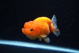 Juvenile Lionchu  Red White 3.5 Inch (ID#1224R11b-9) Free2Day SHIPPING