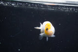 Baby Ranchu  Calico 2.5 Inch (ID#1022R9c-61) Free2Day SHIPPING