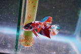 Galaxy  Koi Plakat Male Betta (ID#801-M620) Free2Day SHIPPING