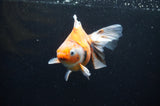 Ryukin Long Tail Calico 5.5 Inch (ID#415Ry8a-4) Free2Day SHIPPING