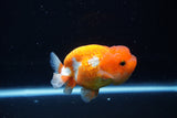 Juvenile Lionchu  Red White 3.5 Inch (ID#1224R11b-9) Free2Day SHIPPING