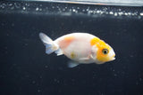 Baby Ranchu  Calico 2.5 Inch (ID#1022R9c-61) Free2Day SHIPPING