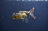 Bubble Eye  Chocolate 4 Inch (ID#401Be12c-75) Free2Day SHIPPING