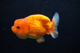 Juvenile Lionchu  Red White 3.5 Inch (ID#1224R11b-9) Free2Day SHIPPING