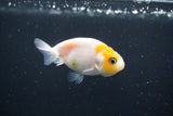 Baby Ranchu  Calico 2.5 Inch (ID#1022R9c-61) Free2Day SHIPPING