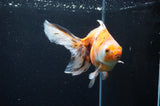Ryukin Long Tail Calico 5.5 Inch (ID#415Ry8a-4) Free2Day SHIPPING