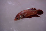 Giant Nemo Koi Galaxy  Plakat Female Betta (ID#801-F601) Free2Day SHIPPING