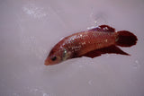 Giant Nemo Koi Galaxy  Plakat Female Betta (ID#801-F601) Free2Day SHIPPING