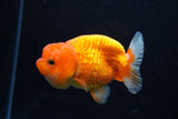 Juvenile Lionchu  Red White 3.5 Inch (ID#1224R11b-9) Free2Day SHIPPING