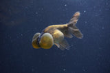 Bubble Eye  Chocolate 4 Inch (ID#401Be12c-75) Free2Day SHIPPING