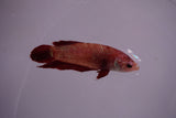 Giant Nemo Koi Galaxy  Plakat Female Betta (ID#801-F601) Free2Day SHIPPING