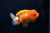 Juvenile Lionchu  Red White 3.5 Inch (ID#1224R11b-9) Free2Day SHIPPING