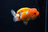 Juvenile Lionchu  Red White 3.5 Inch (ID#1224R11b-9) Free2Day SHIPPING