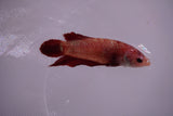 Giant Nemo Koi Galaxy  Plakat Female Betta (ID#801-F601) Free2Day SHIPPING