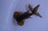 Bubble Eye  Chocolate 4 Inch (ID#401Be12c-75) Free2Day SHIPPING