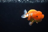 Juvenile Lionchu  Red White 3.5 Inch (ID#1224R11b-9) Free2Day SHIPPING