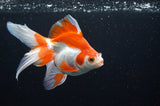 Ryukin Long Tail Red White 5 Inch (ID#415Ry8a-5) Free2Day SHIPPING