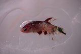 Giant Nemo Koi Galaxy  Plakat Female Betta (ID#801-F602) Free2Day SHIPPING