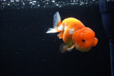 Juvenile Lionchu  Red White 3.5 Inch (ID#1224R11b-9) Free2Day SHIPPING