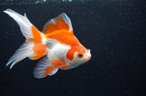Ryukin Long Tail Red White 5 Inch (ID#415Ry8a-5) Free2Day SHIPPING