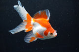 Ryukin Long Tail Red White 5 Inch (ID#415Ry8a-5) Free2Day SHIPPING