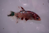 Giant Nemo Koi Galaxy  Plakat Female Betta (ID#801-F602) Free2Day SHIPPING