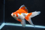 Ryukin Long Tail Red White 5 Inch (ID#415Ry8a-5) Free2Day SHIPPING