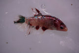 Giant Nemo Koi Galaxy  Plakat Female Betta (ID#801-F602) Free2Day SHIPPING