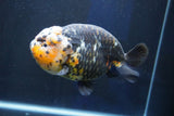 Jumbo Ranchu  Calico 5.5 Inch (ID#1018R10a-101)