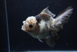 Thai Oranda  Panda 5 Inch (ID#1227To6c-102) Please see notes