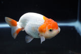 Juvenile Lionchu  Red White 3.5 Inch (ID#1224R11b-10) Free2Day SHIPPING