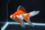 Ryukin Long Tail Red White 5 Inch (ID#415Ry8a-5) Free2Day SHIPPING
