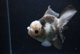 Thai Oranda  Panda 5 Inch (ID#1227To6c-102) Please see notes