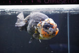 Jumbo Ranchu  Calico 5.5 Inch (ID#1018R10a-101)