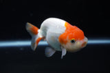 Juvenile Lionchu  Red White 3.5 Inch (ID#1224R11b-10) Free2Day SHIPPING