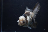 Thai Oranda  Panda 5 Inch (ID#1227To6c-102) Please see notes