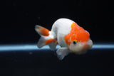 Juvenile Lionchu  Red White 3.5 Inch (ID#1224R11b-10) Free2Day SHIPPING