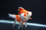Ryukin Long Tail Red White 5 Inch (ID#415Ry8a-5) Free2Day SHIPPING