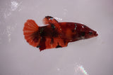 Giant Nemo Koi Galaxy  Plakat Female Betta (ID#801-F603) Free2Day SHIPPING