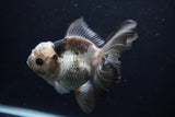 Thai Oranda  Panda 5 Inch (ID#1227To6c-102) Please see notes