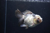 Thai Oranda  Panda 5 Inch (ID#1227To6c-102) Please see notes