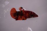 Giant Nemo Koi Galaxy  Plakat Female Betta (ID#801-F603) Free2Day SHIPPING