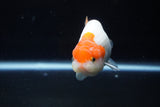 Juvenile Lionchu  Red White 3.5 Inch (ID#1224R11b-10) Free2Day SHIPPING