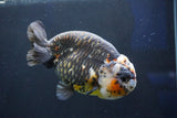 Jumbo Ranchu  Calico 5.5 Inch (ID#1018R10a-101)