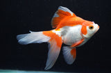Ryukin Long Tail Red White 5 Inch (ID#415Ry8a-5) Free2Day SHIPPING