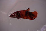 Giant Nemo Koi Galaxy  Plakat Female Betta (ID#801-F603) Free2Day SHIPPING