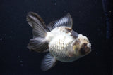 Thai Oranda  Panda 5 Inch (ID#1227To6c-102) Please see notes