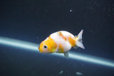 Baby Ranchu  Calico 3 Inch (ID#830R9c-28) Free2Day SHIPPING